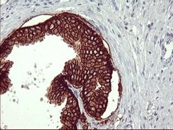 CD44 Monoclonal Antibody (OTI1C8), TrueMAB , OriGene 100 &mu;L; Unconjugated:Antibodies,