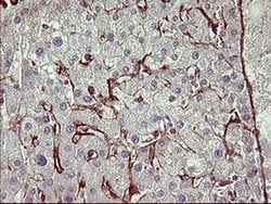 CD44 Monoclonal Antibody (OTI1G1), TrueMAB , OriGene 100 &mu;L; Unconjugated:Antibodies,