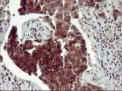 CD44 Monoclonal Antibody (OTI5C1), TrueMAB , OriGene:Antibodies:Primary