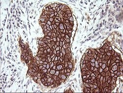 CD44 Monoclonal Antibody (OTI2D9), TrueMAB , OriGene:Antibodies:Primary