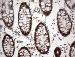CD44 Mouse anti-Human, Clone: UMAB134, liquid, UltraMAB 100 &mu;L; Unconjugated:Antibodies,