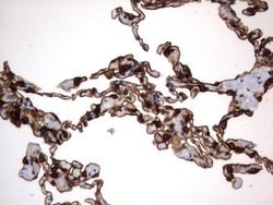 CD44 Mouse anti-Human, Clone: UMAB134, liquid, UltraMAB 100 &mu;L; Unconjugated:Antibodies,