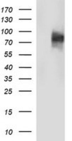 CD44 Mouse anti-Human, Clone: OTI1E3, lyophilized, TrueMAB 100 &mu;g; Unconjugated:Antibodies,