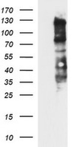 CD44 Monoclonal Antibody (OTI1D8), TrueMAB , OriGene 100 &mu;L; Unconjugated:Antibodies,