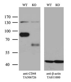 CD44 Monoclonal Antibody (OTI1D8), TrueMAB , OriGene 100 &mu;L; Unconjugated:Antibodies,