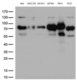 CD44 Monoclonal Antibody (OTI1D8), TrueMAB , OriGene 100 &mu;L; Unconjugated:Antibodies,