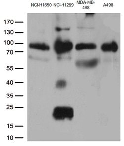 CD44 Monoclonal Antibody (OTI1D8), TrueMAB , OriGene:Antibodies:Primary