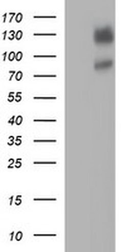 CD44 Monoclonal Antibody (OTI1G8), TrueMAB , OriGene 100 &mu;L; Unconjugated:Antibodies,