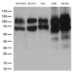 CD44 Monoclonal Antibody (OTI1G1), TrueMAB , OriGene 100 &mu;L; Unconjugated:Antibodies,