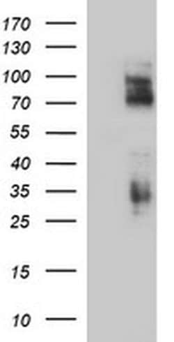 CD44 Monoclonal Antibody (OTI5D5), TrueMAB , OriGene 100 &mu;L; Unconjugated:Antibodies,