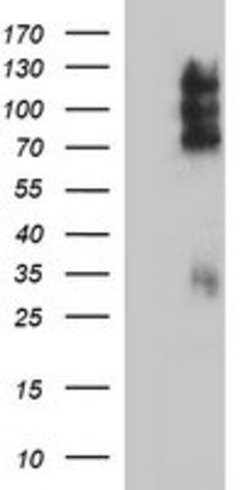 CD44 Mouse anti-Human, Clone: OTI5B7, lyophilized, TrueMAB 100 &mu;g; Unconjugated:Antibodies,