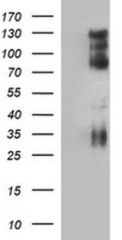 CD44 Monoclonal Antibody (OTI5E6), TrueMAB , OriGene:Antibodies:Primary