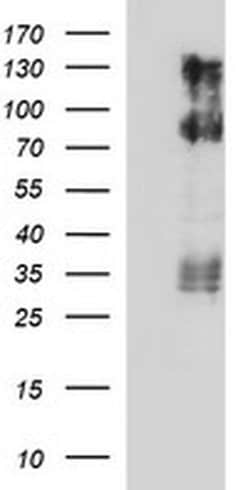 CD44 Monoclonal Antibody (OTI5C1), TrueMAB , OriGene 100 &mu;L; Unconjugated:Antibodies,