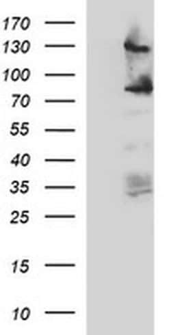 CD44 Monoclonal Antibody (OTI5B5), TrueMAB , OriGene 100 &mu;L; Unconjugated:Antibodies,