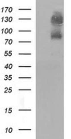 CD44 Mouse anti-Human, Clone: OTI5B4, lyophilized, TrueMAB 100 &mu;g; Unconjugated:Antibodies,