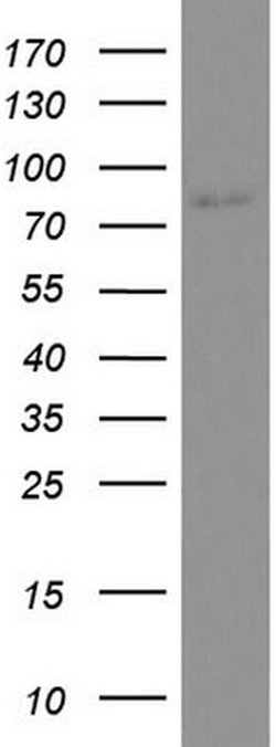 CD44 Mouse anti-Human, Clone: UMAB133, liquid, UltraMAB 30 &mu;L; Unconjugated:Antibodies,