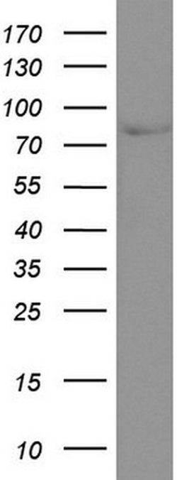 CD44 Mouse anti-Human, Clone: UMAB133, liquid, UltraMAB 30 &mu;L; Unconjugated:Antibodies,