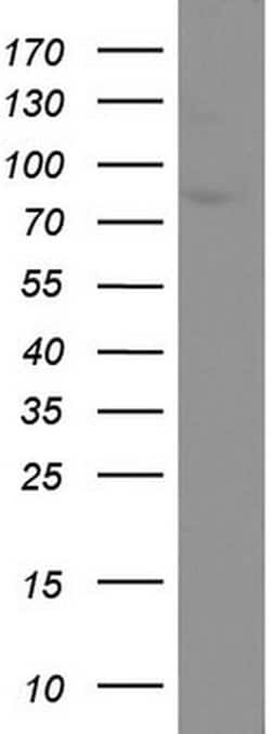 CD44 Mouse anti-Human, Clone: UMAB133, liquid, UltraMAB 30 &mu;L; Unconjugated:Antibodies,