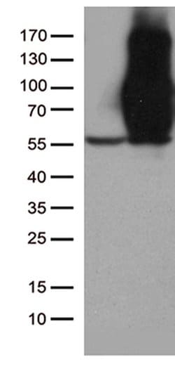 CD44 Mouse anti-Human, Clone: UMAB134, liquid, UltraMAB 100 &mu;L; Unconjugated:Antibodies,