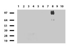 CD44 Mouse anti-Human, Clone: UMAB134, liquid, UltraMAB 100 &mu;L; Unconjugated:Antibodies,