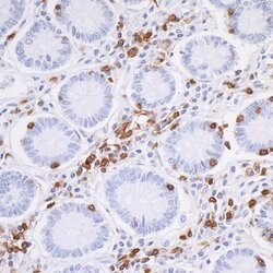 CD45 Recombinant Rabbit Monoclonal Antibody (BL-178-12C7), Bethyl Laboratories