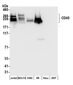 CD45 Recombinant Rabbit Monoclonal Antibody (BL-178-12C7), Bethyl Laboratories:Antibodies:Primary