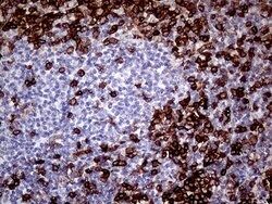 CD45RO Monoclonal Antibody (UCH-L1), TrueMAB , OriGene 100 &mu;L; Unconjugated:Antibodies,