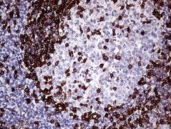 CD45RO Monoclonal Antibody (UCH-L1), TrueMAB , OriGene 100 &mu;L; Unconjugated:Antibodies,