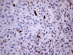 CD45RO Monoclonal Antibody (UCH-L1), TrueMAB , OriGene 100 &mu;L; Unconjugated:Antibodies,