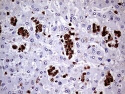 CD45RO Monoclonal Antibody (UCH-L1), TrueMAB , OriGene 100 &mu;L; Unconjugated:Antibodies,