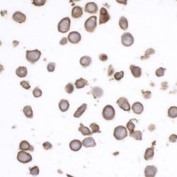 CD45RO Mouse anti-Human, Clone: UCHL-1, Bethyl Laboratories 10 &mu;L; Unconjugated:Antibodies,