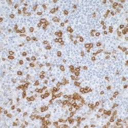 CD45RO Mouse anti-Human, Clone: UCHL-1, Bethyl Laboratories 10 &mu;L; Unconjugated:Antibodies,