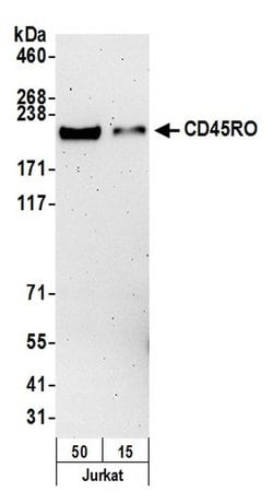CD45RO Mouse anti-Human, Clone: UCHL-1, Bethyl Laboratories 10 &mu;L; Unconjugated:Antibodies,