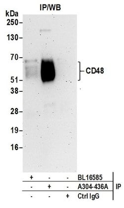 CD48 Rabbit anti-Human, Polyclonal, Bethyl Laboratories 100 &mu;L; Unconjugated:Antibodies,