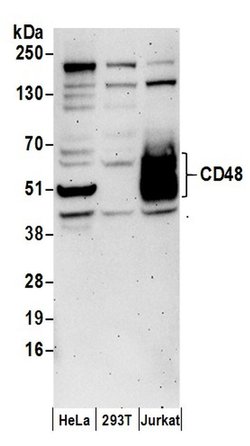 CD48 Rabbit anti-Human, Polyclonal, Bethyl Laboratories 100 &mu;L; Unconjugated:Antibodies,