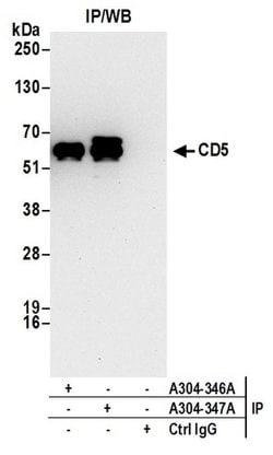 CD5 Rabbit anti-Human, Polyclonal, Bethyl Laboratories 10 &mu;L; Unconjugated:Antibodies,