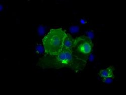 CD5 Monoclonal Antibody (OTI7A7), TrueMAB , OriGene 100 &mu;L; Unconjugated:Antibodies,
