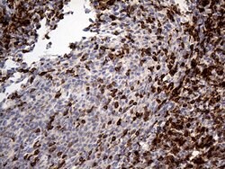 CD5 Monoclonal Antibody (OTI6F7), TrueMAB , OriGene 30 &mu;L; Unconjugated:Antibodies,