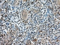 CD5 Monoclonal Antibody (OTI7A7), TrueMAB , OriGene 100 &mu;L; Unconjugated:Antibodies,