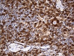 CD5 Monoclonal Antibody (OTI7A7), TrueMAB , OriGene 100 &mu;L; Unconjugated:Antibodies,