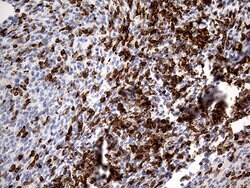 CD5 Monoclonal Antibody (OTI7A7), TrueMAB , OriGene 100 &mu;L; Unconjugated:Antibodies,