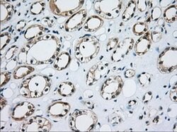 CD5 Monoclonal Antibody (OTI7A7), TrueMAB , OriGene 100 &mu;L; Unconjugated:Antibodies,