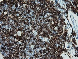 CD5 Monoclonal Antibody (OTI2B8), TrueMAB , OriGene 100 &mu;L; Unconjugated:Antibodies,