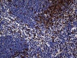 CD5 Mouse anti-Human, Clone: UMAB9, lyophilized, UltraMAB 100 &mu;g; Unconjugated:Antibodies,
