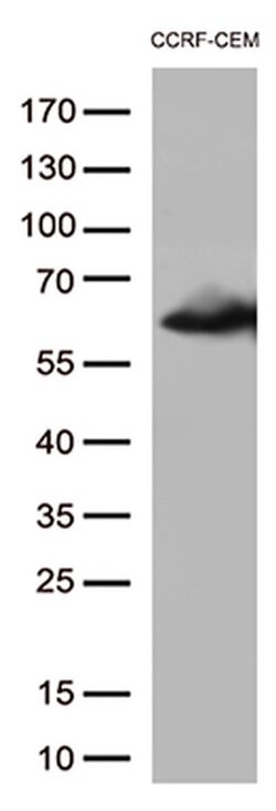 CD5 Monoclonal Antibody (OTI7A7), TrueMAB , OriGene 100 &mu;L; Unconjugated:Antibodies,
