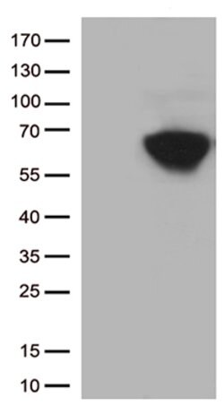 CD5 Mouse anti-Human, Clone: OTI3E5, lyophilized, TrueMAB 100 &mu;g; Unconjugated:Antibodies,
