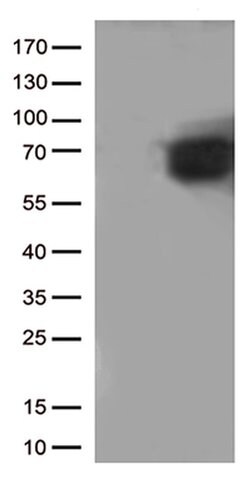 CD5 Monoclonal Antibody (OTI12E10), TrueMAB , OriGene:Antibodies:Primary