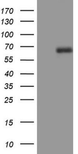 CD5 Mouse anti-Human, Clone: OTI13F2, lyophilized, TrueMAB 100 &mu;g; Unconjugated:Antibodies,