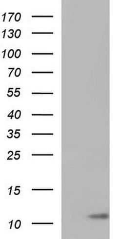 CD59 Monoclonal Antibody (OTI2E11), TrueMAB , OriGene 100 &mu;L; Unconjugated:Antibodies,