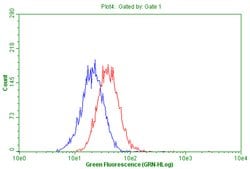 CD63 Monoclonal Antibody (OTI1E4), TrueMAB , OriGene:Antibodies:Primary